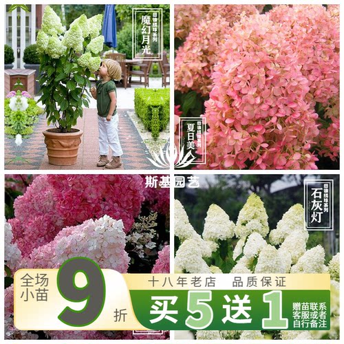 圆锥绣球石灰灯香草草莓月光美雪
