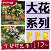 大花灌木类棒棒糖树月季 斯基 朱丽叶真宙蜻蜓路西法树桩盆景状
