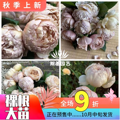 夏洛特佩里安耐热月季四季玫瑰