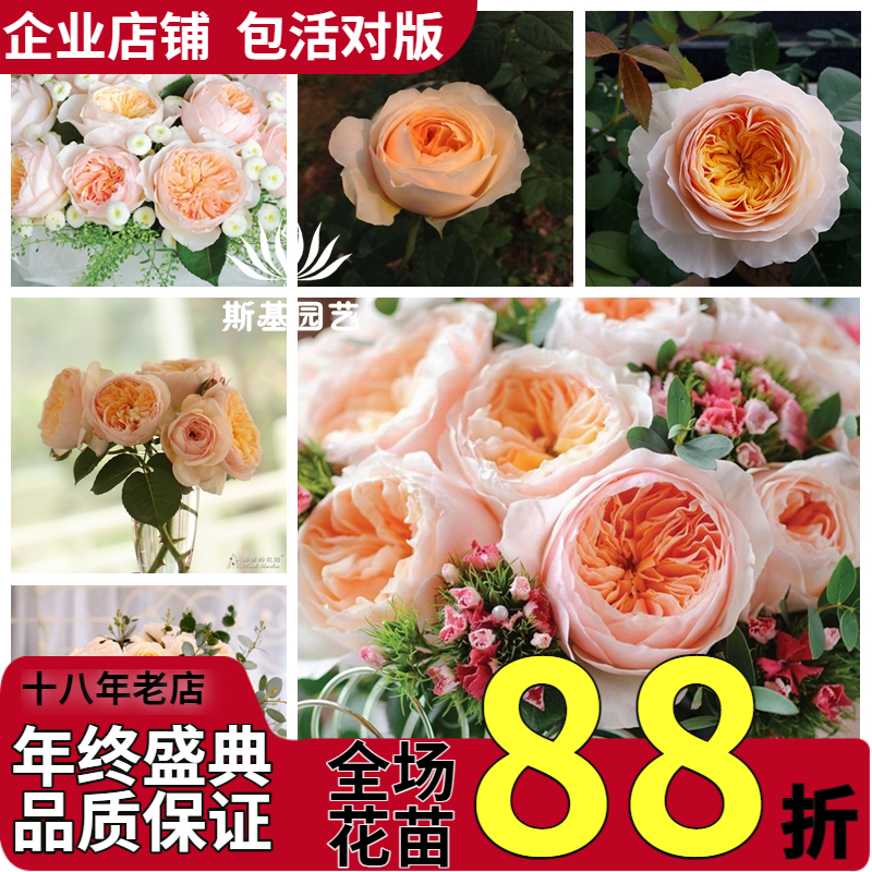 朱丽叶/切朱月季英国奥斯汀经典