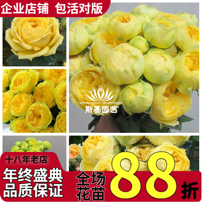 卡特琳娜月季日本纯黄包子切花苗