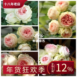 【斯基园艺】绒球门廊月季英国切花盆栽欧月爆花多头扦插小中大苗
