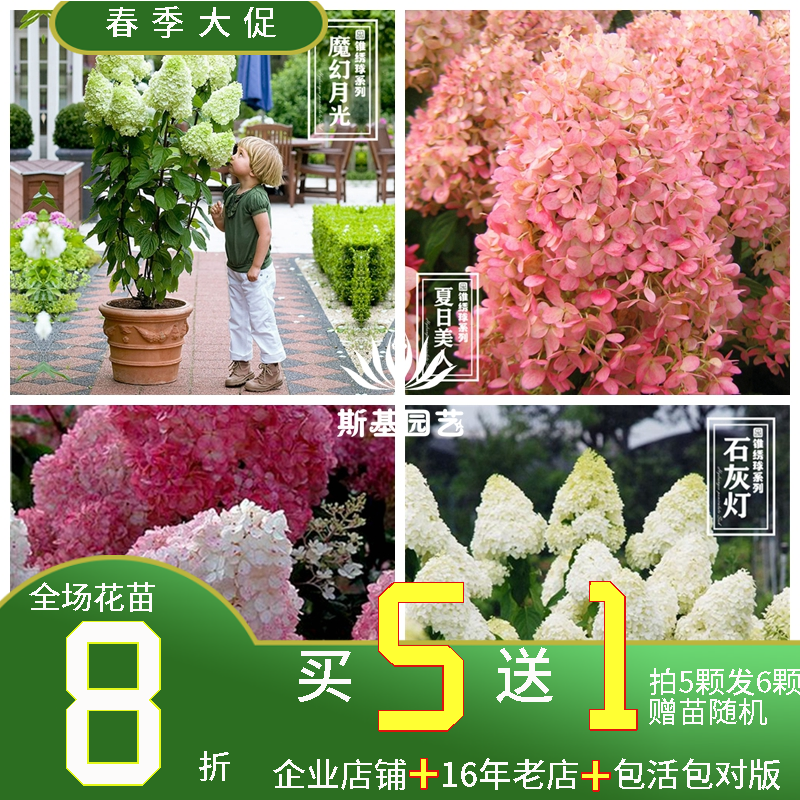 【斯基园艺】 圆锥绣球石灰灯香草草莓月光美雪媚娘夏日北极熊 鲜花速递/花卉仿真/绿植园艺 绣球/木绣球/木本植物 原图主图