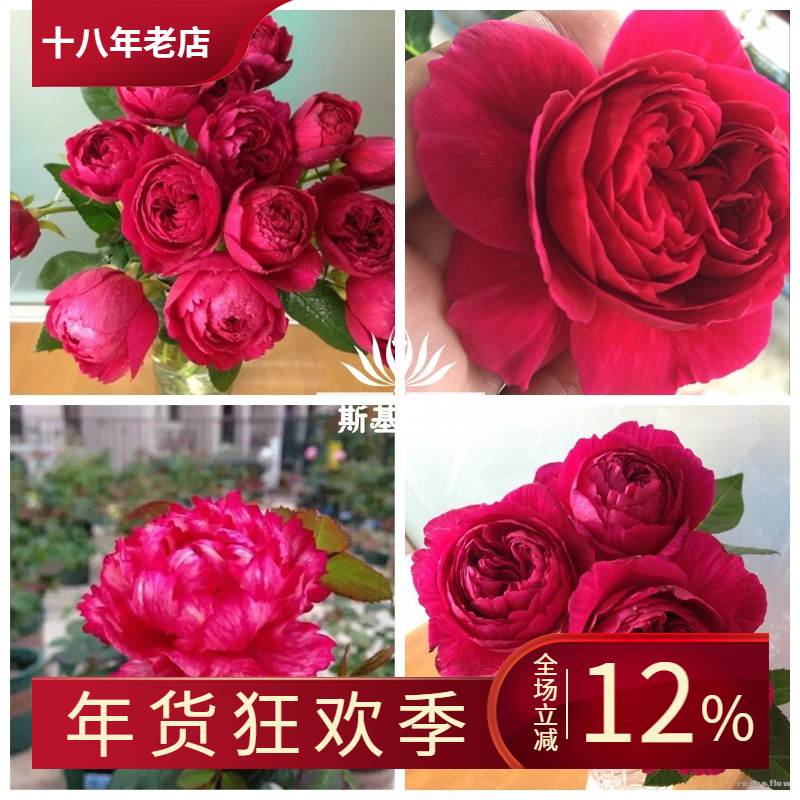 【斯基园艺】真彩/领带/230月季丰花条纹盆栽暗红扦插欧裸根大苗,鲜花速递/花卉仿真/绿植园艺,时令草本花卉,淘宝优惠券,粉丝福利购,淘宝优惠卷