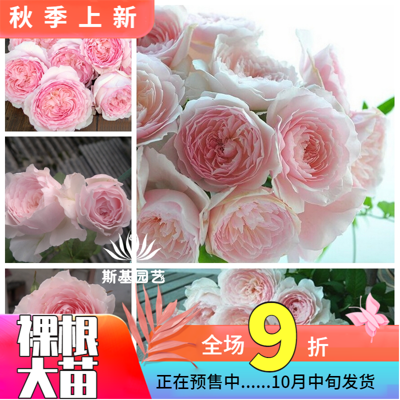 美咲月季日本丰花多头经典盆栽苗