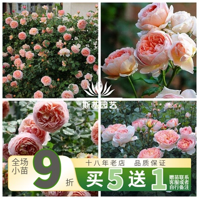 亚伯拉罕达比月季英国大卫奥斯汀