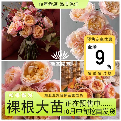 伊迪斯月季奥斯汀古铜色浓香阳台