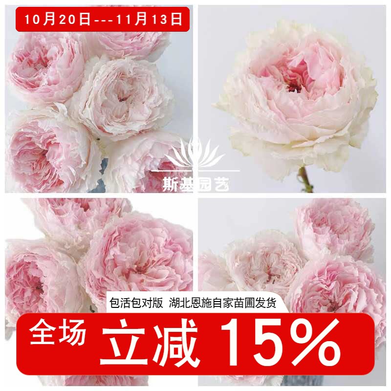 【斯基园艺】芙丽绵绸月季日本切花玫瑰露台庭院别墅四季赏花大苗