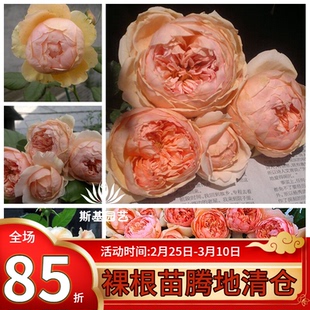 【斯基园艺】真宙月季日本浓香包子花盆栽经典扦插盆栽裸根中大苗