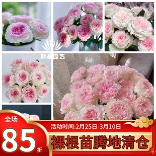 【斯基园艺】洛神月季肯尼亚新品切花耐寒直立露阳台庭院四季开苗