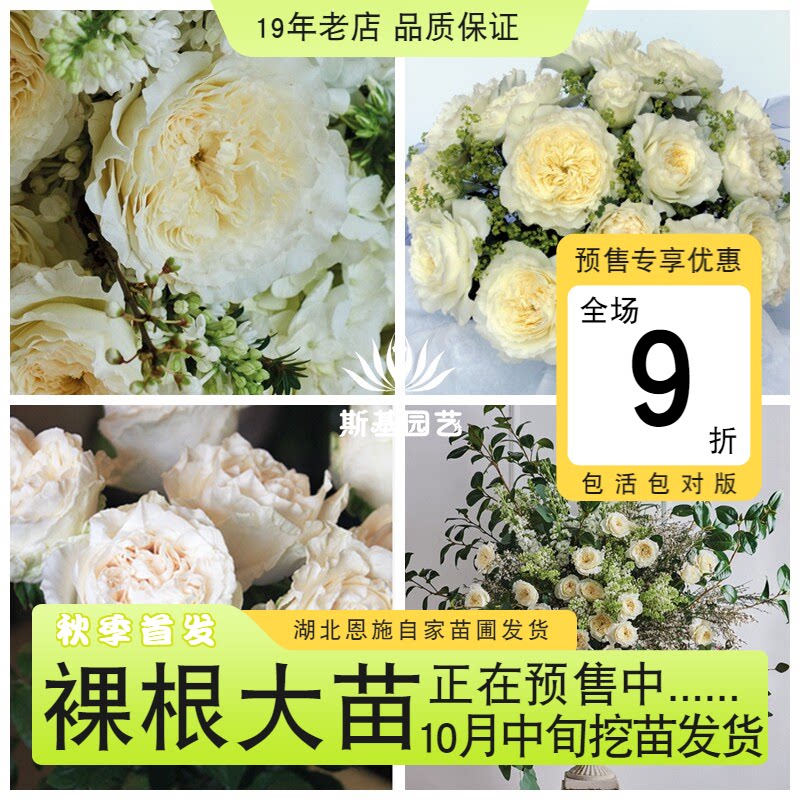 【斯基园艺】耐心月季英国奥斯汀白色浓香切花经典捧花盆栽中大苗