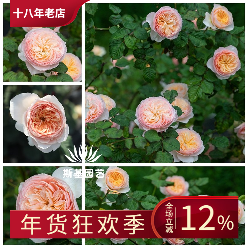 【斯基园艺】涵仙月季藤本朱丽叶爬藤天水果狼浓香丰花勤期长多季,鲜花速递/花卉仿真/绿植园艺,时令草本花卉,淘宝优惠券,粉丝福利购,淘宝优惠卷