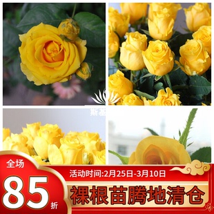 【斯基园艺】金枝玉叶月季切花纯正黄色盆栽小中大苗非苏格兰黄油