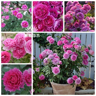 【斯基园艺】天方夜谭月季日本木村盆栽浓香经典扦插小中大苗树月