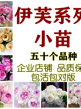 伊芙系列月季胭脂香水伯爵飞溅