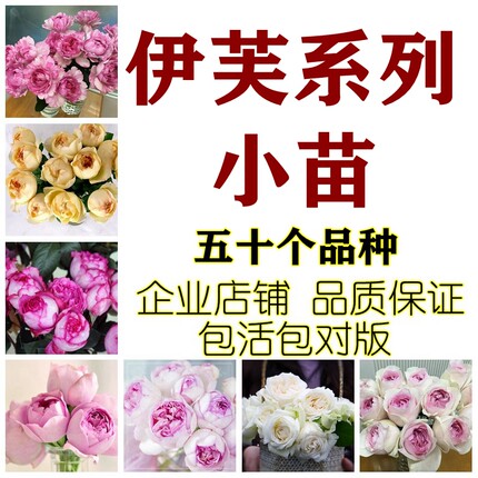 【斯基园艺】伊芙系列月季胭脂香水伯爵飞溅婚礼之路乙女心中小苗