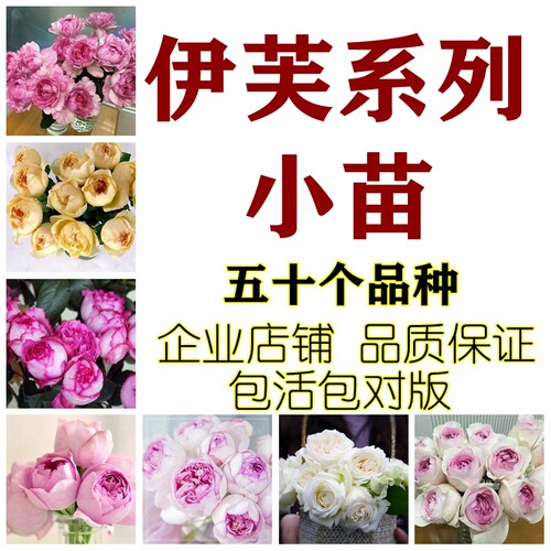 伊芙系列月季胭脂香水伯爵飞溅