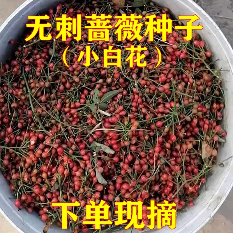 【斯基园艺】日本无刺蔷薇种子小百花现摘嫁接砧木棒棒糖树月季