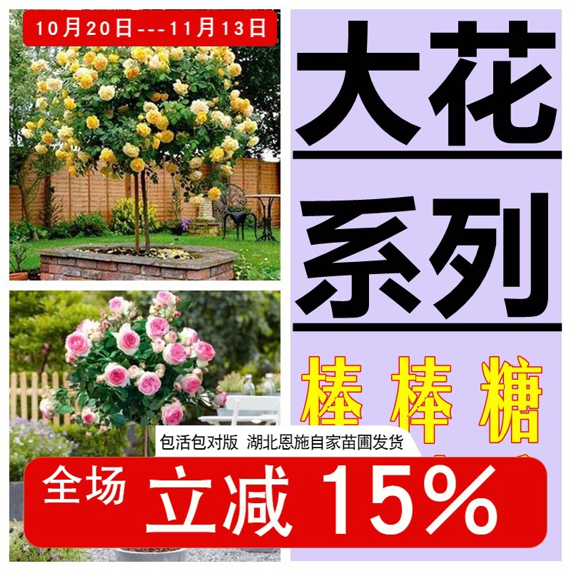 【斯基】大花灌木类棒棒糖树月季朱丽叶真宙蜻蜓路西法树桩盆景状