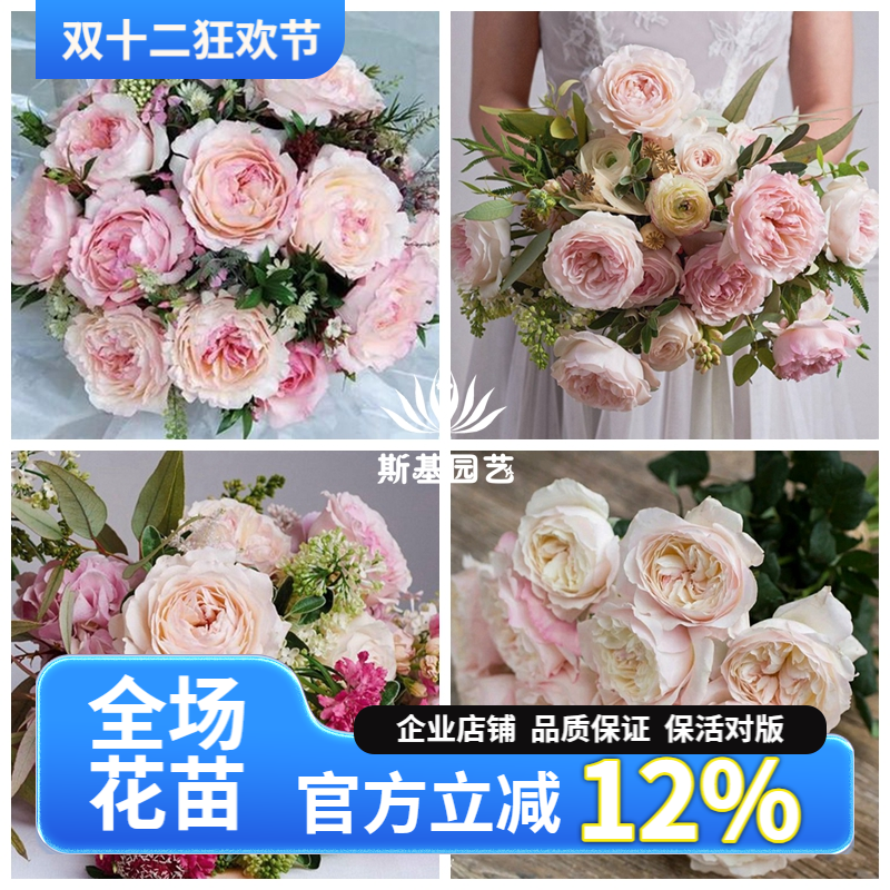 凯拉月季英国大卫奥斯汀切花经典