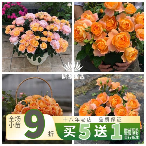 斯基果汁阳台荷兰中苗微型月季