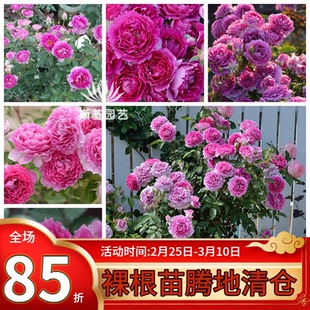 【斯基园艺】天方夜谭月季日本木村盆栽浓香经典扦插小中大苗树月