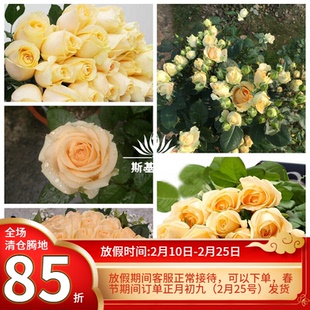 【斯基园艺】蜜桃雪山月季荷兰切花香槟玫瑰四季赏花盆栽小中大苗