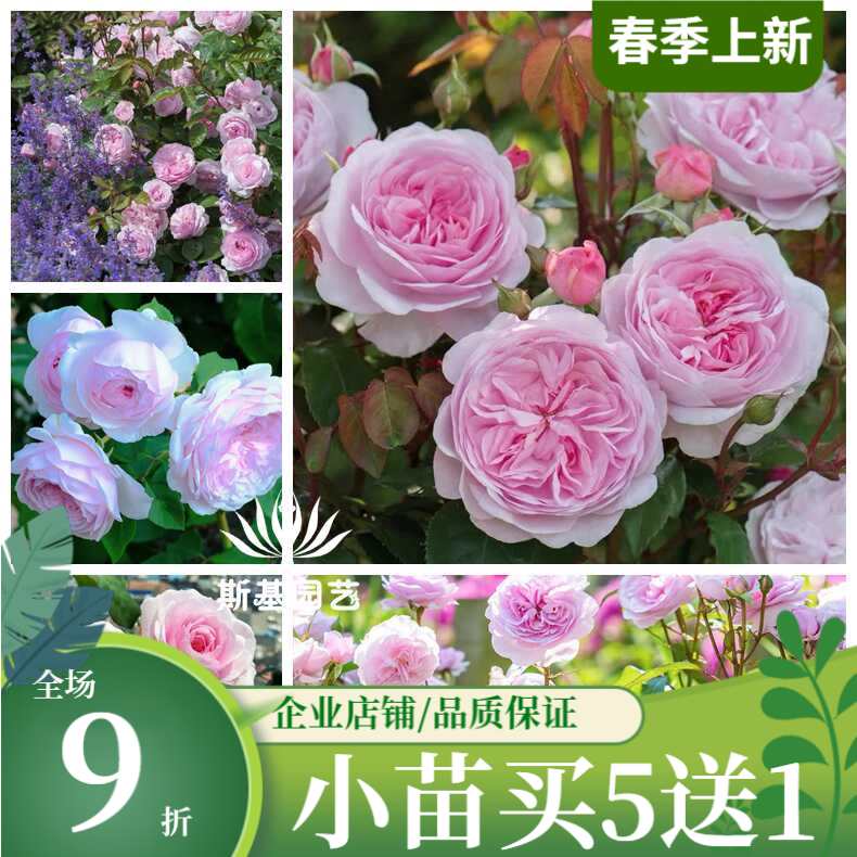 奥斯丁奥利维亚浓香灌木阳台庭院
