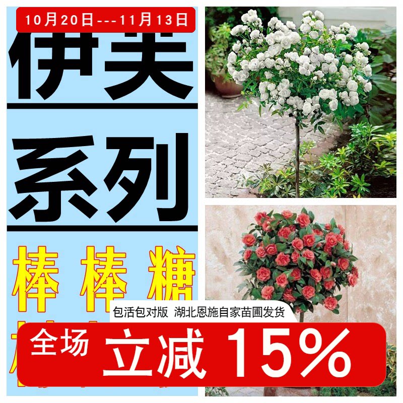 【斯基】伊芙系列棒棒糖树月季飞溅婚礼之路乙女心胭脂香水桩庭院