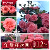 珊瑚果冻月季 斯基园艺 日本河本粉色庭院楼顶大花裸根小中大苗
