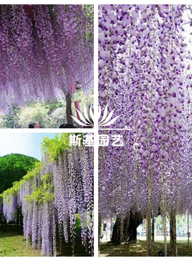 【斯基园艺】紫藤普罗旺斯开东阁紫罗兰爬藤植物耐热耐寒蓝紫色花