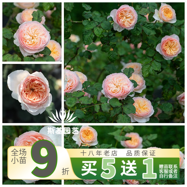 【斯基园艺】涵仙月季藤本朱丽叶爬藤天水果狼浓香丰花勤期长多季