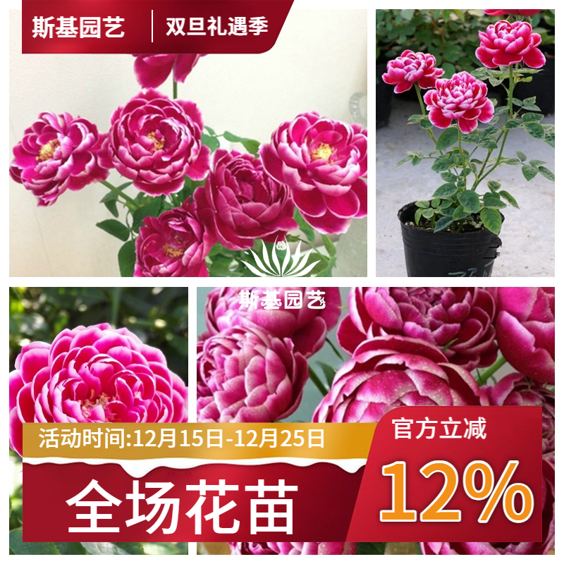 【斯基园艺】日本玛丽玫瑰月季经典切花欧月盆栽裸根扦插小中大苗