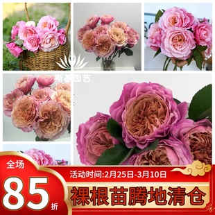 【斯基园艺】雅月季日本国枝启司复色经典勤花露台庭院裸根中大苗