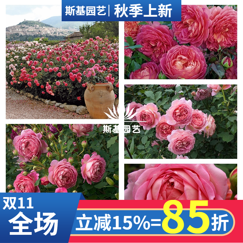 银禧庆典英国奥斯汀灌木月季丰花