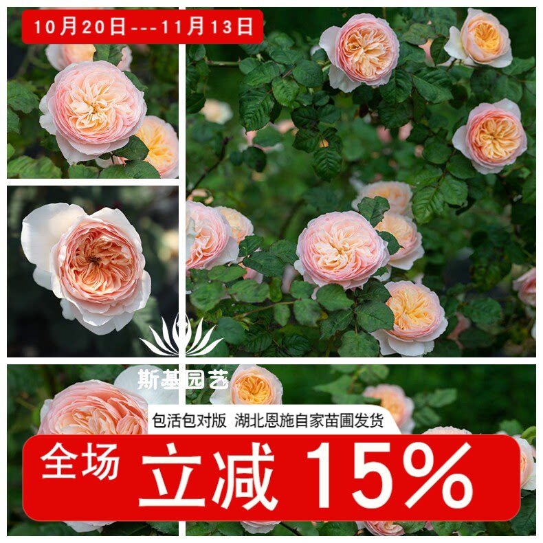 【斯基园艺】涵仙月季藤本朱丽叶爬藤天水果狼浓香丰花勤期长多季