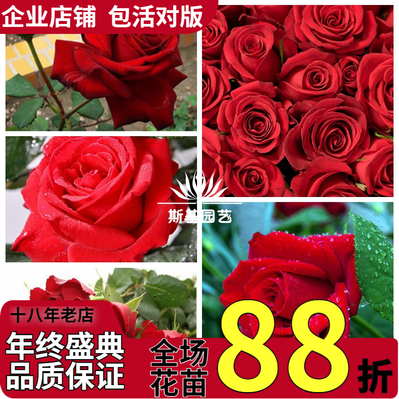 【斯基园艺】卡罗拉月季法国切花店玫瑰别墅庭院地栽裸根小中大苗