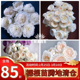 【斯基园艺】纯洁月季新品英国奥斯汀切花淡香直立阳台露庭院大苗