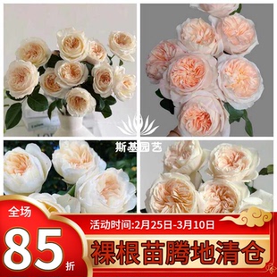 【斯基园艺】贝茜月季新品英国奥斯丁浓香灌木阳台庭院扦插中大苗