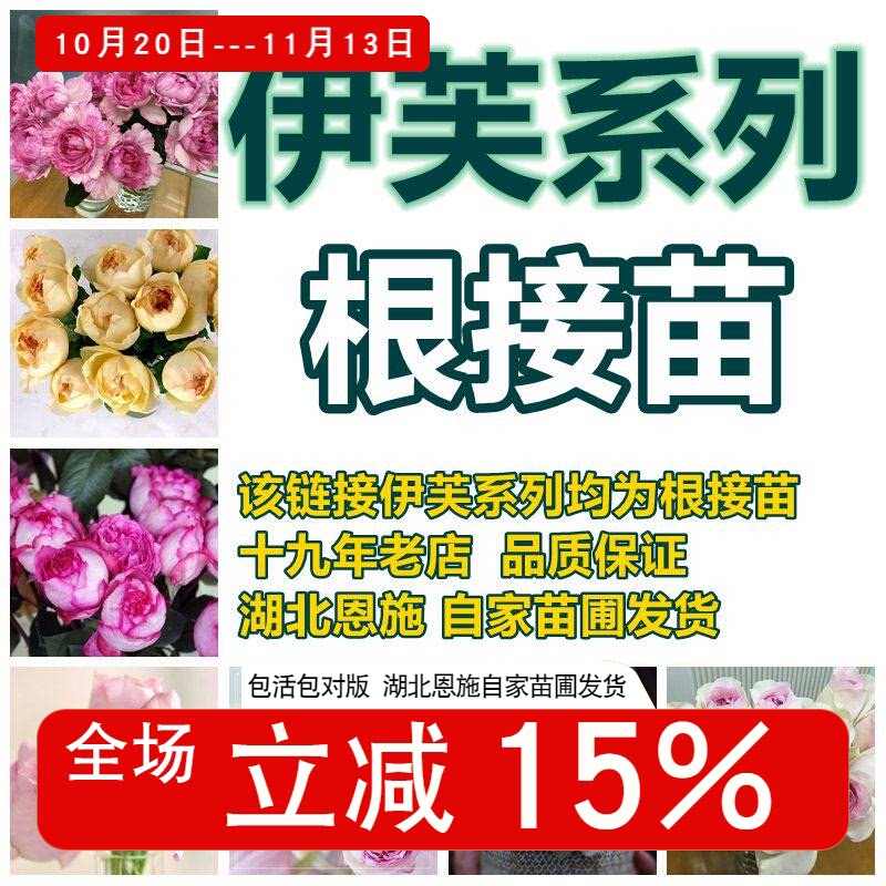 【斯基】伊芙月季根接嫁接苗系列胭脂香水伯爵乙女心飞溅钱特玛丽