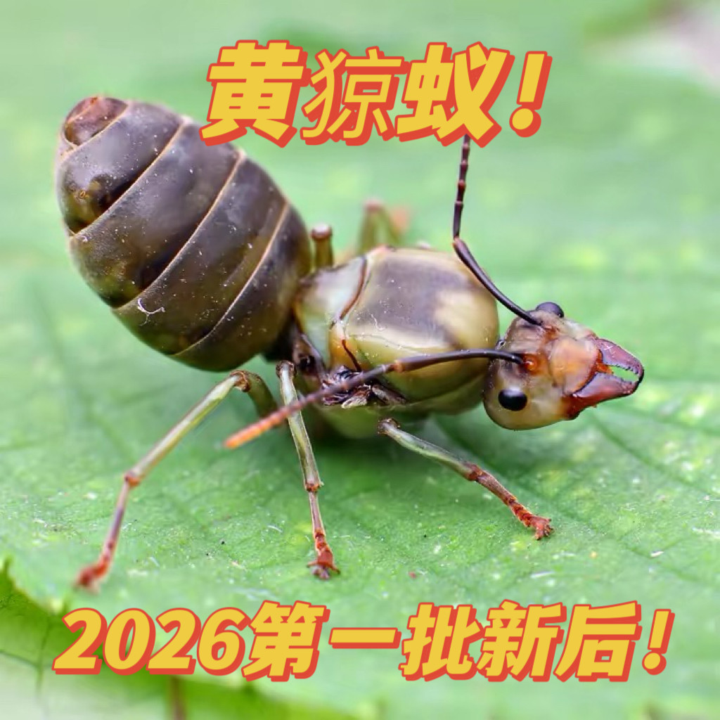 Желтый муравей 2026 Новая королева желтого муравья Oecdophylla smaragdina 【Муравьиный город Цзунъяо】 Изображение 1