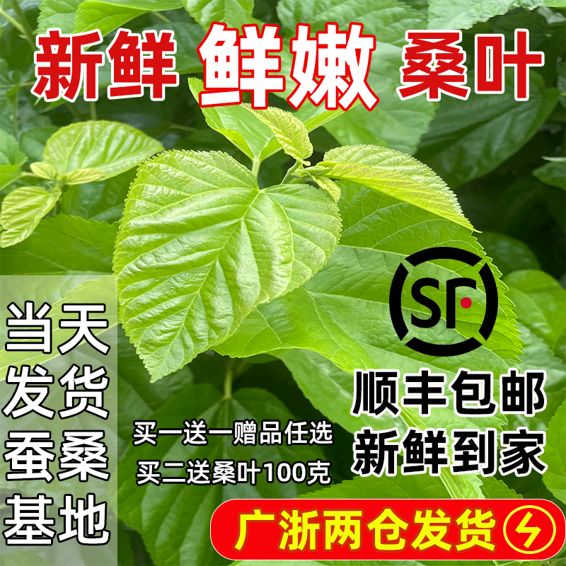 新鲜桑叶蚕宝宝喂蚕鲜嫩当天发货