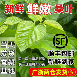 优质新鲜桑叶蚕宝宝鲜嫩当天发货