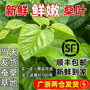 新鲜桑叶新鲜蚕宝宝饲料学生养蚕大叶小蚕鲜嫩桑叶喂蚕活体春蚕卵