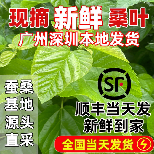 蚕桑基地源头直发新鲜桑叶当天发
