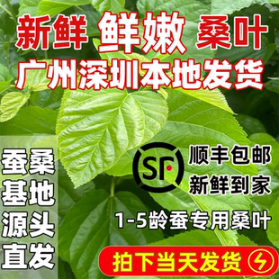 优质广州深圳新鲜桑叶新鲜蚕宝宝饲料学生养蚕大小蚕鲜嫩桑叶喂蚕