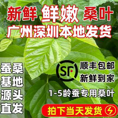 优质新鲜桑叶蚕宝宝鲜嫩当天发货