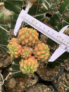 龙爪球属仙人球锦整群9cm带7个侧芽嫁接母本带柱发脱土发货