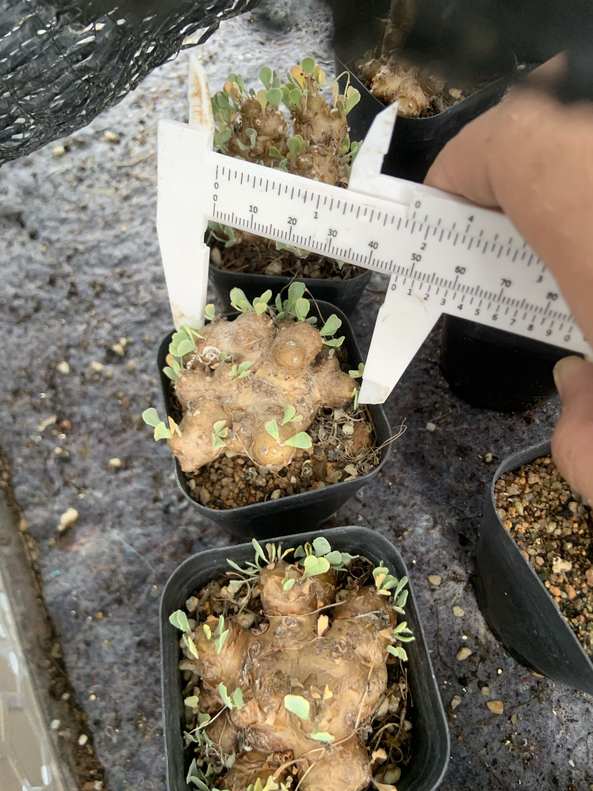 格加厚敦菊 Othonna cacalioides多肉 潮流块根 皱叶 多肉盆栽