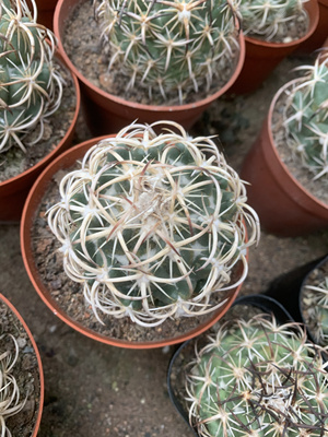 钢钉仙人球自根优选母本强刺球顶花球属稀有品种多肉植物品种对版